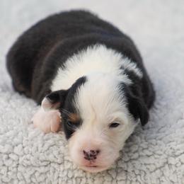 BTF2 - Black tri female Miniature American Shepherd puppy in Palacios, Texas from Coastal’s Miniature American Shepherds
