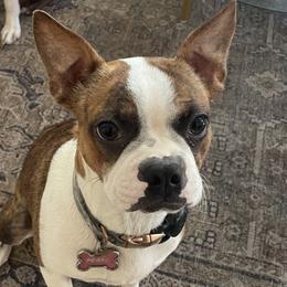 Pearl - Boston Terrier