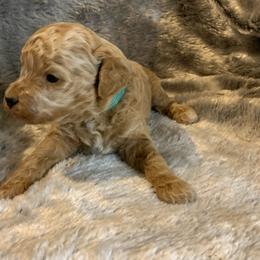 Butch - Apricot male Goldendoodle puppy in Haddam, Kansas from Golden B Acres