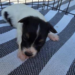 FERN - White black and tan female Papillon puppy in Hollister, Missouri from Swan Creek Kennel