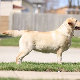 Google - Labrador Retriever