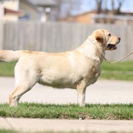 Google - Labrador Retriever