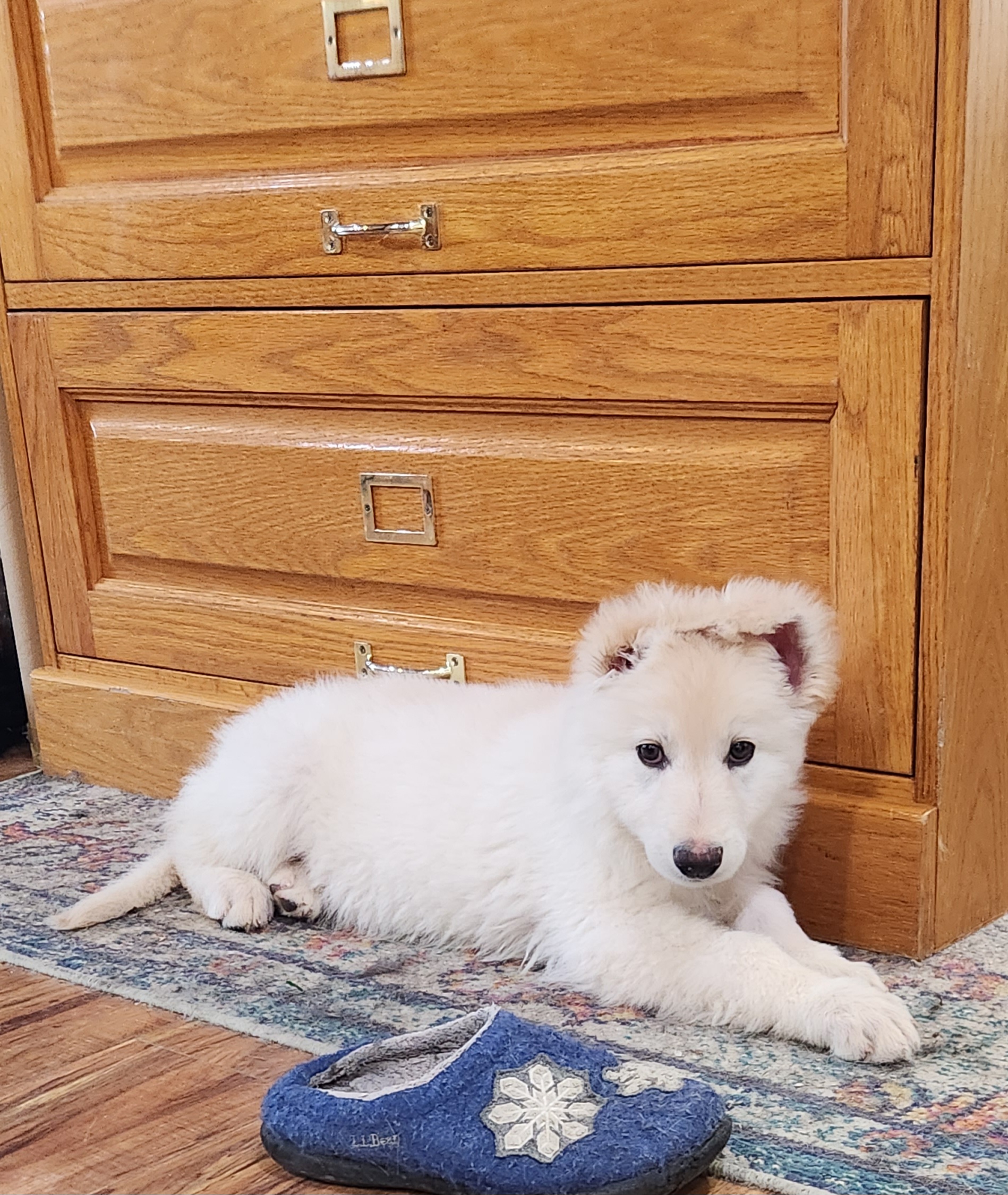 Girl 3 - White Shiloh Shepherd puppy in Charlo, Montana from IdleWilde Shilohs