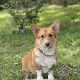 Aoife - Pembroke Welsh Corgi
