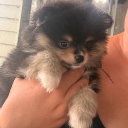 Morpeko - Black and tan male Pomeranian puppy in Sandia, Texas from Broken Arrow Poms