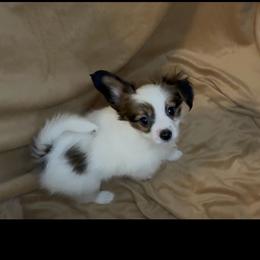 Ashley - Red white and sable female Papillon puppy in Howe, Oklahoma from Southern Sweet Papillons