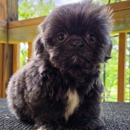 Ash - Blue male Shih Tzu puppy in Newark, Ohio from Gemini Kennels
