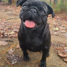 Wednesday - Pug