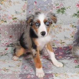 Aster - Blue merle male Miniature American Shepherd puppy in Harrison, Ohio from Fetching Toy Aussies