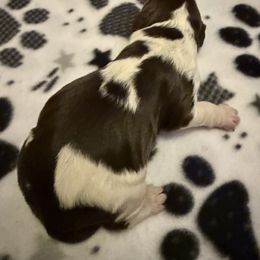 Shasta - Liver and white female English Springer Spaniel puppy in Huntingdon, Pennsylvania from Indian Creek Springers and Doxies
