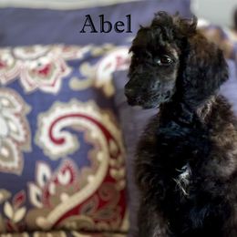 Abel VI - Poodle puppy from BRosie IX Standard Poodles