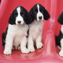 English Springer Spaniels from Circle Games