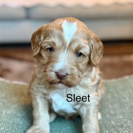 Sleet - Caramel red female Australian Labradoodle puppy in Anderson, California from Shaggy Doodles