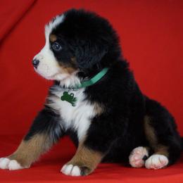Bernese Mountain Dog Puppies from Lonesome Pine Farm