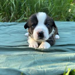Hickory (lite pink collar) - Brindle and white male Cardigan Welsh Corgi puppy in Clio, Michigan from Old Oak Cardigans