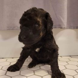 Girl 3 - Poodle puppy in Saltville, Virginia from Tumbling Creek Poodles and Doodles