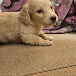 Brown collar male - Cream male Dachshund puppy in Trade, Tennessee from TN Miniature Dachshunds & Basset Hounds