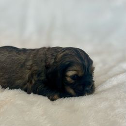 Cocker Spaniel Puppies from Jennifer Dees