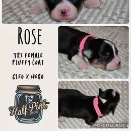Rose - Black and tan female Pembroke Welsh Corgi puppy in Poteau, Oklahoma from Half-Pint Corgis