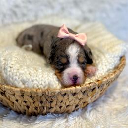 Violet - Merle female Bernedoodle puppy in Bremen, Indiana from Farmland Doodles