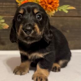 Ace - Black and tan male Dachshund puppy in Dothan, Alabama from Little House Pups