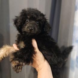 Kaleidoscope's Endless Ocean - Black female Whoodle puppy in Andalusia, Alabama from Kaleidoscope Kennels