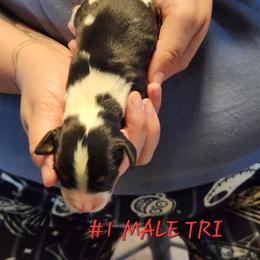 Tanner - Black white and tan male English Springer Spaniel puppy in Craig, Nebraska from Fur & Feathers Kennel