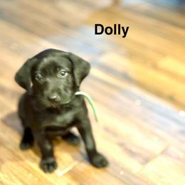 Dolly, Green collar, female - Black female Labrador Retriever puppy in Moore, Oklahoma from Okiehuntinboyz Labrador Retrievers