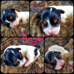 Yorkshire Terrier Puppies from Pixieland Yorkshire Terriers