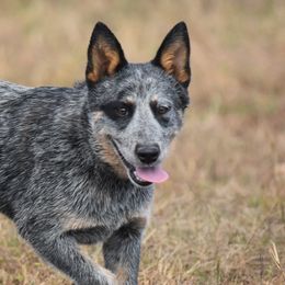 Luna - Australian Cattle Dog