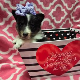 Sweetheart - Black white and tan female Shetland Sheepdog puppy in Wapello, Iowa from Willow Rayne shelties and more