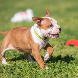Ms Pacman - Red and white Staffordshire Bull Terrier puppy in College Station, Texas from Vivace Staffords