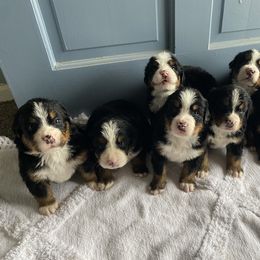 Bernese Mountain Dog Puppies from Blue Ridge Bernese