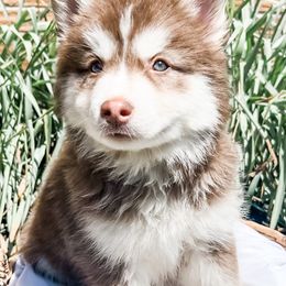 Siberian Husky Puppies from Wooly Woof Siberians