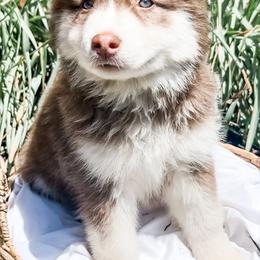 Siberian Husky Puppies from Wooly Woof Siberians