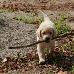 Labrador Retriever Puppies from Trapper Creek Labradors