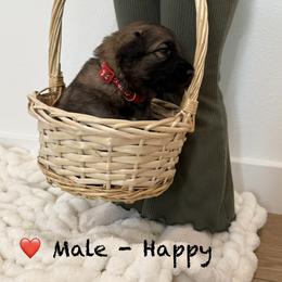 Shiloh Shepherd Puppies from North By Northwest Shilohs “NBN”