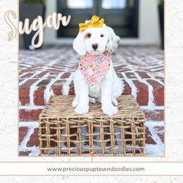 Sugar - Parti female Goldendoodle puppy in Bell Buckle, Tennessee from Precious Puptown Doodles