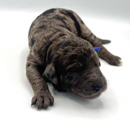 Satyr - Merle male Goldendoodle puppy in Mount Pleasant, Tennessee from Doodle My Heart