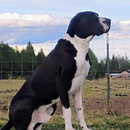 Gunner - Great Dane