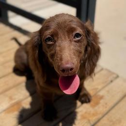Solid Chocolate Longhair Female - Chocolate female Dachshund puppy in Horizon City, Texas from Willipaws