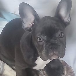 French Bulldogs from D&M Frenchbulldogs