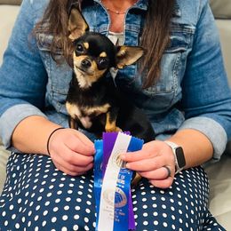 Flavia - Chihuahua
