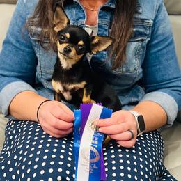 Flavia - Chihuahua