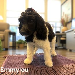 Emmylou - Parti female Poodle puppy in Washington, Pennsylvania from Patriotic Poodles