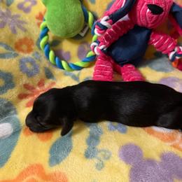 Female 2 - Black female Dachshund puppy in Erie, Michigan from Champagne’s Grinch Toe’d Dachshunds