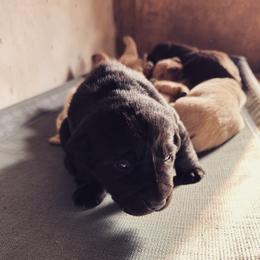 Labrador Retriever Puppies from Creekside Canines