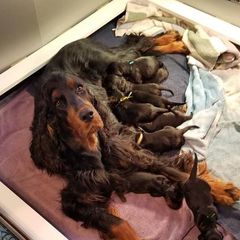 Gordon Setter Puppies from Bravo Gordon Setters