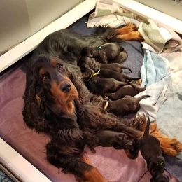 Gordon Setter Puppies from Bravo Gordon Setters