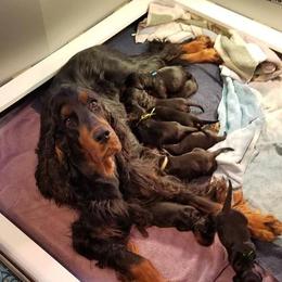 Gordon Setter Puppies from Bravo Gordon Setters